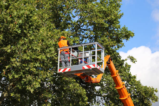 Best Leaf Removal  in Innsbrook, VA